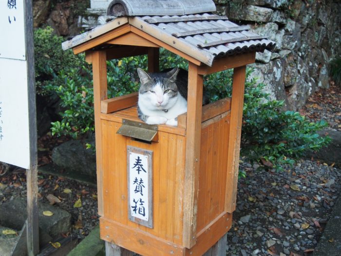 唐澤山神社は御朱印帳と種類豊富な御朱印が人気 城跡の境内には猫もいっぱい 栃木 福福あそび